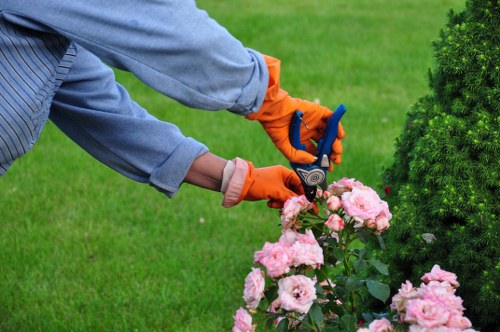 Finished hedge cutting work on a Parsonsgreen boundary hedge
